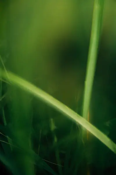 Verão Fundo Abstrato Verde Borrão Borrão Foco Suave — Fotografia de Stock