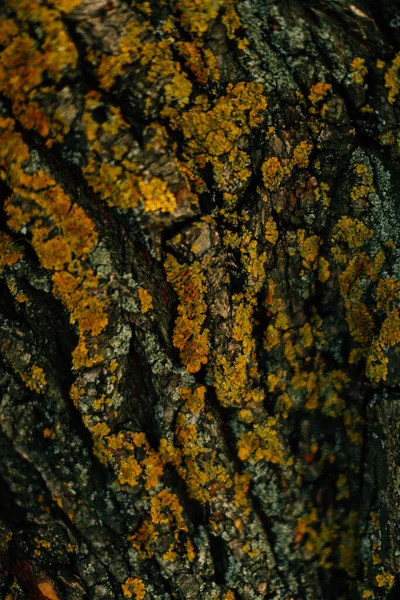 Mousse Orange Sur Écorce Arbre Ancien Belles Textures Floues Floues — Photo