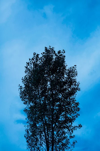 Sommar Grönt Löv Bakgrund Mjuk Fokus Bakgrund Makro Fotografi Växter — Stockfoto