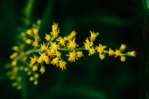 Lato Żółty Abstrakcyjny Makro Tło Roślin Miękkie Ogniskowanie — Zdjęcie stockowe