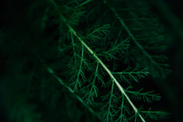 Темная Летняя Трава Мягкий Фокус — стоковое фото