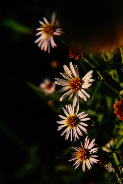 Blommig Bakgrund Röda Och Rosa Aster Vacker Mjuk Fokus Sommar — Stockfoto