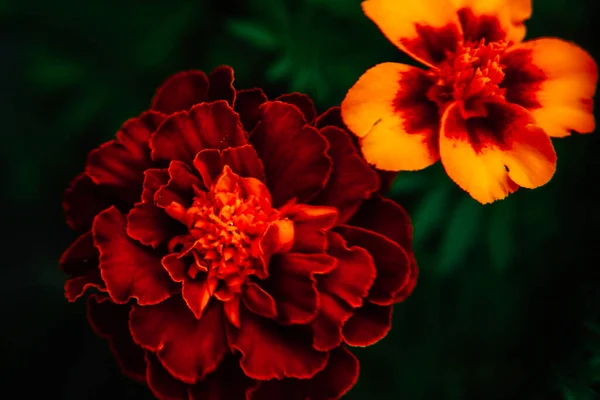 花の背景マリーゴールドタゲットクローズアップ 美しいミニマリズムの夏のソフトフォーカス — ストック写真