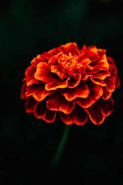 Floral background Marigolds Tagetes close-up, beautiful minimalistic summer soft focus