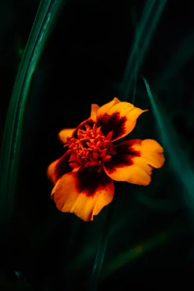 Fundo Floral Marigolds Tagetes Close Belo Verão Minimalista Foco Suave — Fotografia de Stock