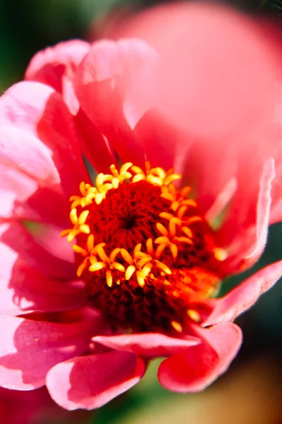 Été Jaune Abstrait Macro Fond Plantes Mise Point Douce — Photo