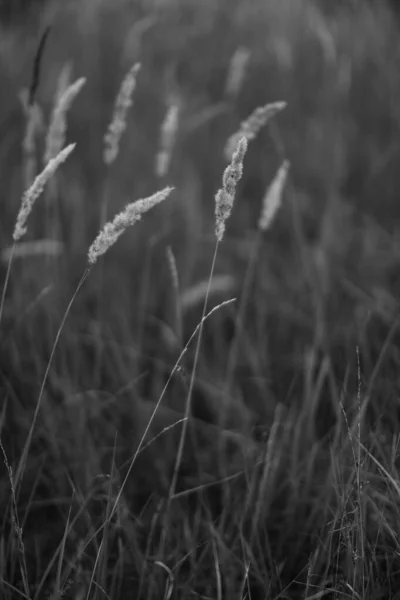 Paysage Monochrome Plantes Arbres Photos Art — Photo