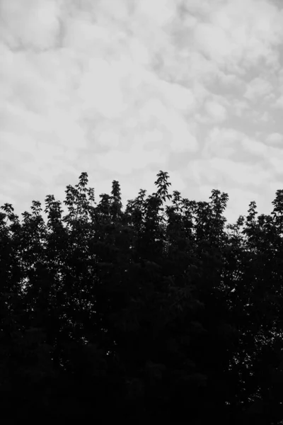 흑백의 아름다운 — 스톡 사진