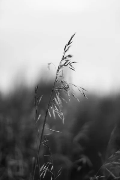 Paisaje Monocromo Plantas Árboles Fotos Arte —  Fotos de Stock