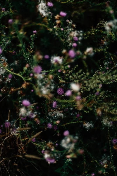 Καλοκαίρι Γρασίδι Φόντο Άγρια Λουλούδια Μακροφωτογραφία Όμορφη Μαλακή Εστίαση — Φωτογραφία Αρχείου