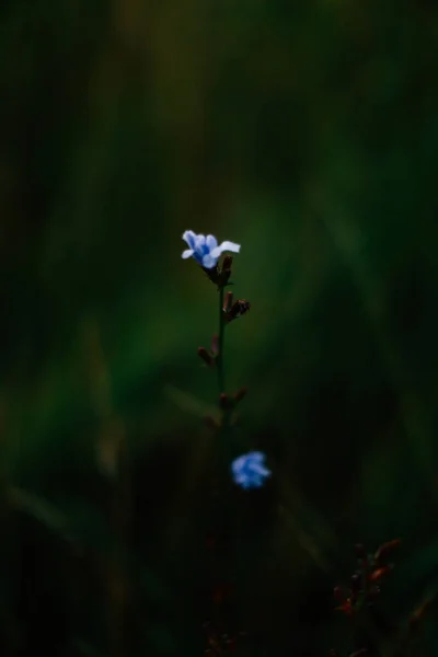 Letní Tráva Pozadí Divoké Květiny Makro Fotografie Krásné Měkké Zaměření — Stock fotografie