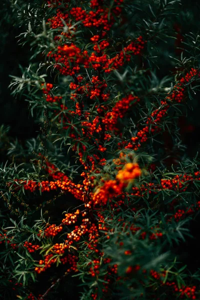低木の枝に赤い果実 明るい夏の抽象的な背景 — ストック写真