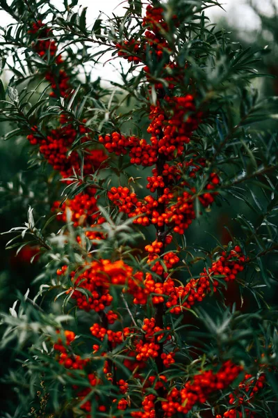 Bacche Rosse Sui Rami Arbusto Uno Sfondo Astratto Estivo Brillante — Foto Stock