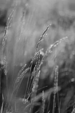 Bir bitkinin el ve dalı, siyah ve beyaz estetik, güzel bulanık yumuşak odak