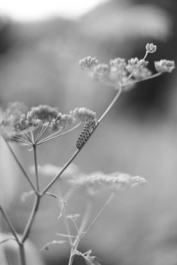 tek renkli manzara, bitkiler ve ağaçlar, sanat fotoğrafları