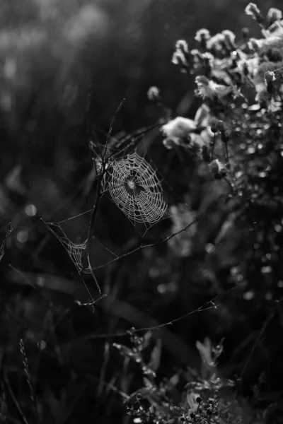 Web Close Web Texture Close Cadre Sombre Avec Mise Point — Photo