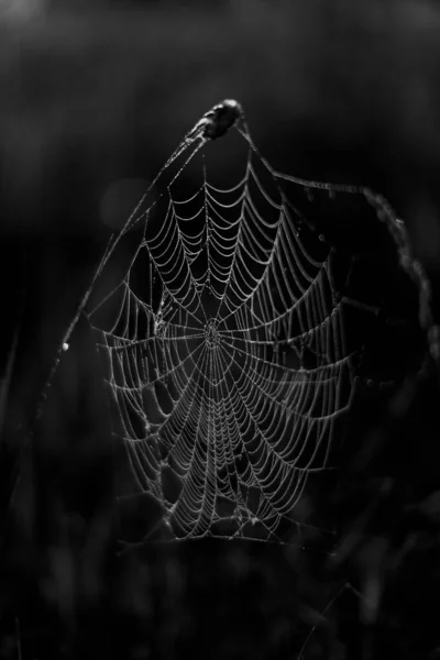 Web Close Web Texture Close Cadre Sombre Avec Mise Point — Photo