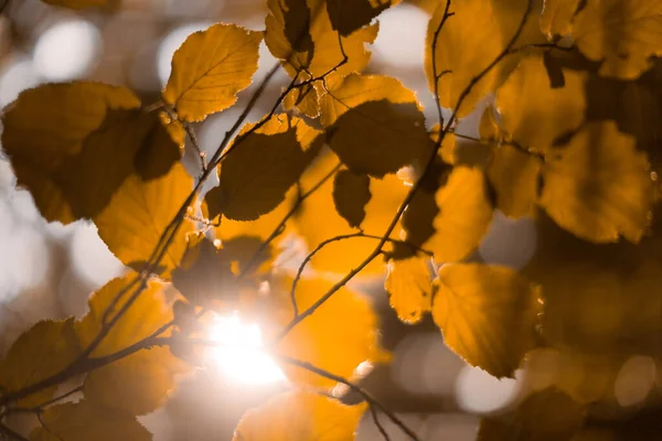 Herbst Orange Hintergrund Blätter Nahaufnahme Weicher Fokus Und Bokeh Unschärfe — Stockfoto