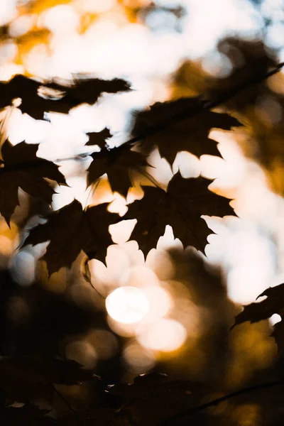 Őszi Narancs Háttér Levelek Közelkép Puha Fókusz Bokeh Elmosódott — Stock Fotó