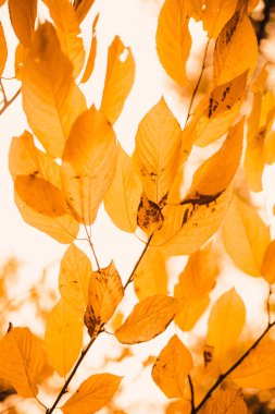 Sonbahar orman manzarası. Sonbahar parkında altın rengi ağaç. Doğayı değiştirme sahnesi.
