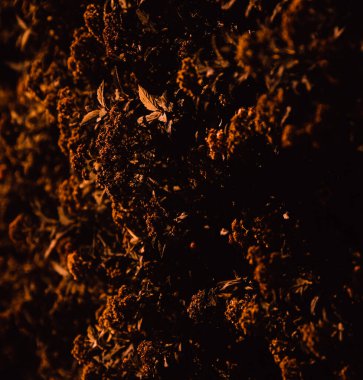 Soyut sonbahar turuncu arka plan, arka planda güzel yumuşak bir odak noktası. Sonbahar makro resimleri