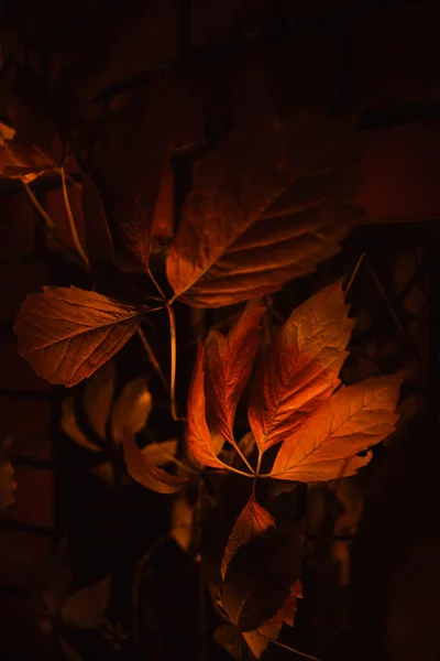 Abstract Autumn Orange Background Beautiful Soft Focus Background Autumn Macro — Stock Photo, Image