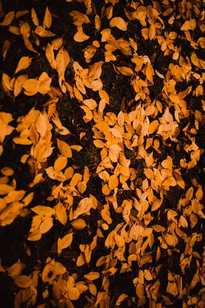 추상적 가을의 오렌지색 배경에 아름다운 부드러운 배경에 있습니다 매크로 — 스톡 사진
