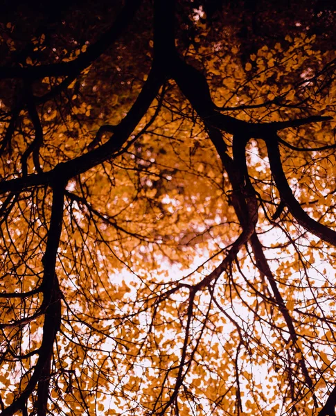 Sonbahar Orman Manzarası Sonbahar Parkında Altın Rengi Ağaç Doğayı Değiştirme — Stok fotoğraf