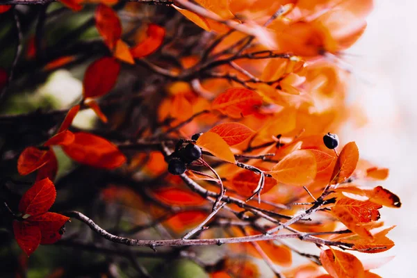 抽象的な秋のオレンジの背景 背景に美しいソフトフォーカス 秋のマクロ画像 — ストック写真