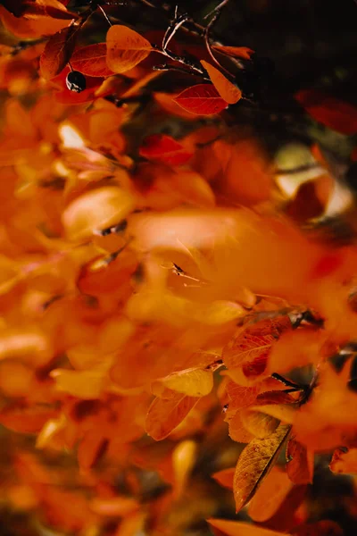 Abstrakter Herbstlicher Orangefarbener Hintergrund Schöner Weicher Fokus Hintergrund Makroaufnahmen Vom — Stockfoto