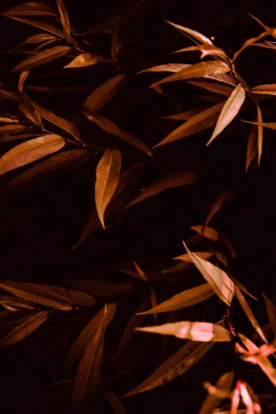 Abstrakter Herbstlicher Orangefarbener Hintergrund Schöner Weicher Fokus Hintergrund Makroaufnahmen Vom — Stockfoto