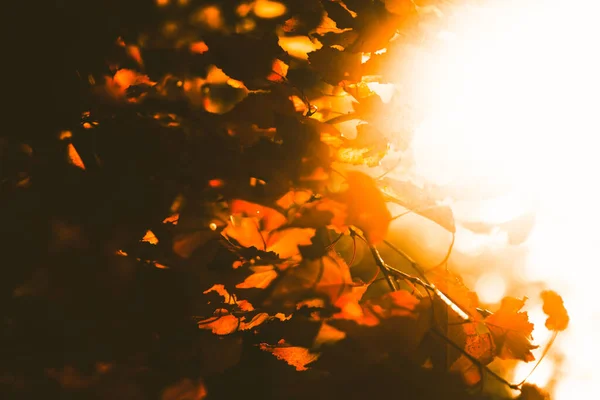 秋の森の風景 秋の公園の金色の木 自然変化の場 — ストック写真