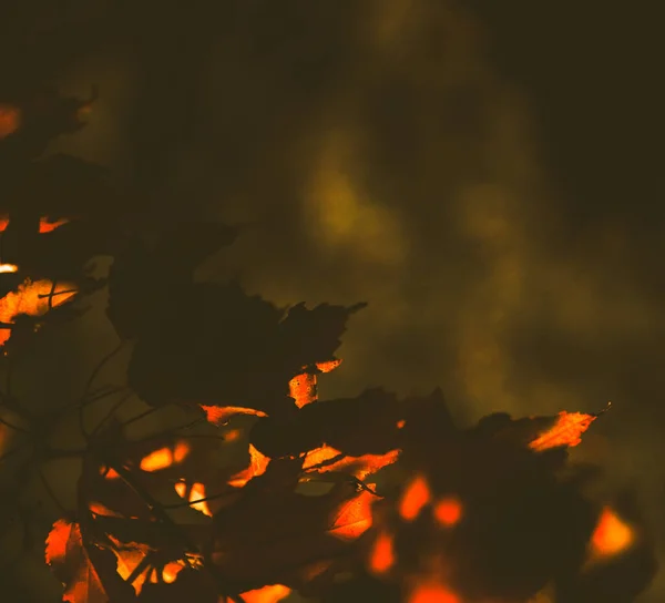 Absztrakt Őszi Narancs Háttér Gyönyörű Puha Fókusz Háttérben Őszi Makró — Stock Fotó