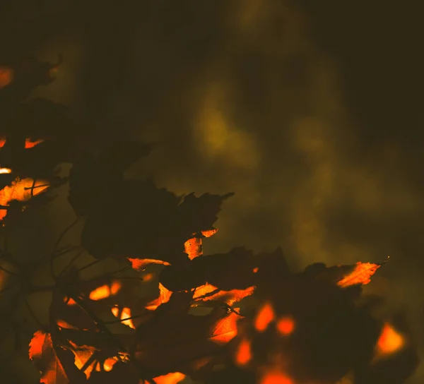 Abstrakter Herbstlicher Orangefarbener Hintergrund Schöner Weicher Fokus Hintergrund Makroaufnahmen Vom — Stockfoto