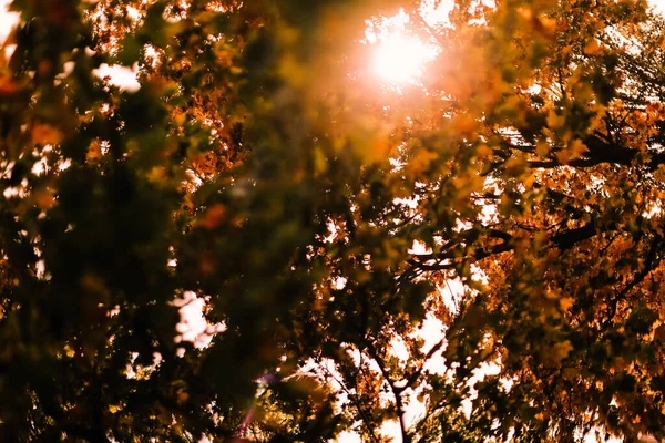 Herbstliche Waldlandschaft Goldfarbener Baum Herbstpark Szene Wandel Der Natur — Stockfoto
