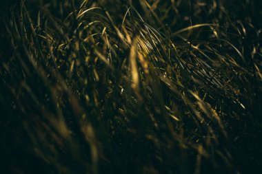 Yeşil çimen manzarası, tarladaki bitkiler, film kamerası.