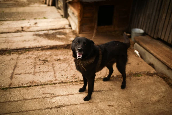 a black dog with red eyes on a chain