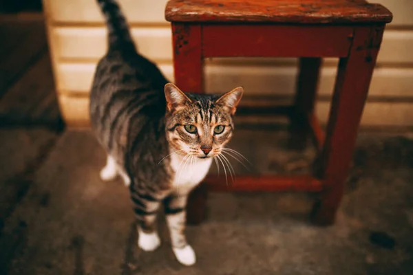 Domowych Kot Mora Ogrodzie — Zdjęcie stockowe