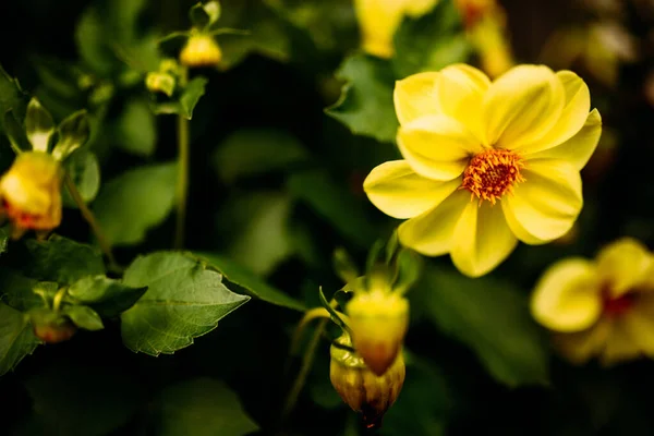 Belles Fleurs Jaunes Cadre Plantes Sur Une Caméra Film — Photo