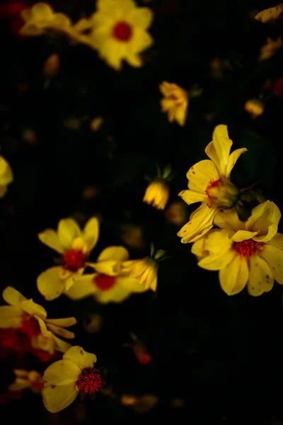 Красиві Жовті Квіти Рама Рослин Плівковій Камері — стокове фото