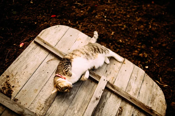 Gato Tabby Doméstico Jardín — Foto de Stock