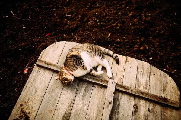 정원에서 줄무늬 고양이 — 스톡 사진