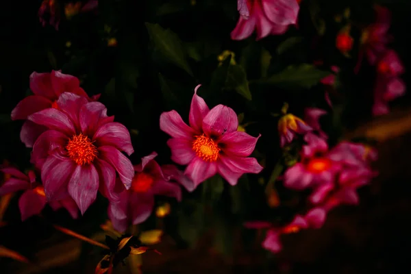 Flores Rosadas Rojas Del Jardín Foto Oscura Con Ruidos — Foto de Stock