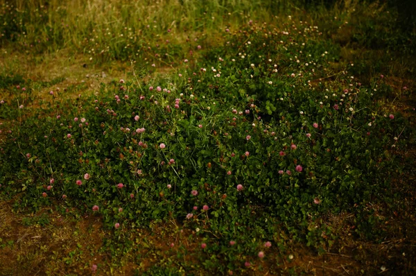 Grüne Graslandschaft Pflanzen Auf Dem Feld Gefilmt Mit Einer Filmkamera — Stockfoto