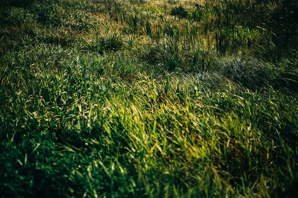 Grönt Gräs Landskap Växter Fältet Filmat Filmkamera — Stockfoto