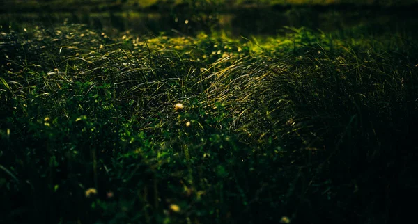 緑の芝生の風景現場の植物がフィルムカメラで撮影され — ストック写真