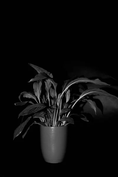 Zwart Witte Bloem Een Pot — Stockfoto