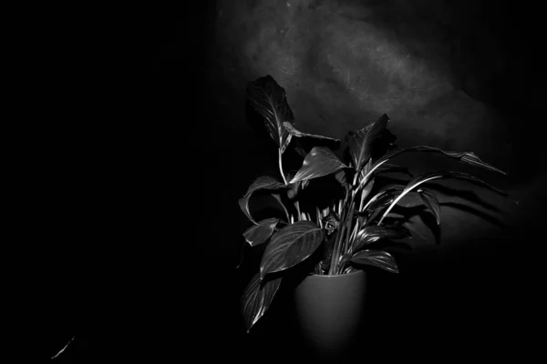 Flor Blanca Negra Una Maceta —  Fotos de Stock
