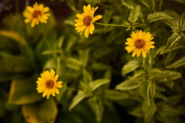 Hojas Otoño Color Amarillo Naranja Verde Rojo Las Ramas Los — Foto de Stock