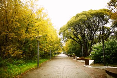 Ağaç gövdesinin dokusu yakın plan, orman yosunları ve ağaçların kalıbı. yumuşak odak arkaplanı